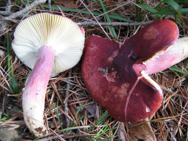 Russula sardonia var. sardonia